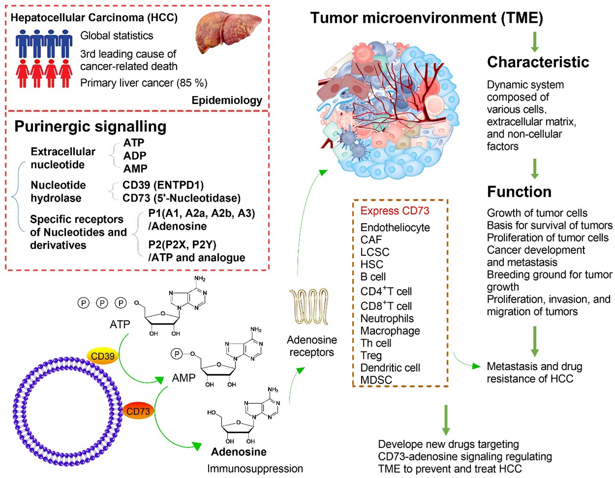 Research progress of CD73-adenosine signaling regulating hepatocellular carcinoma through tumor microenvironment