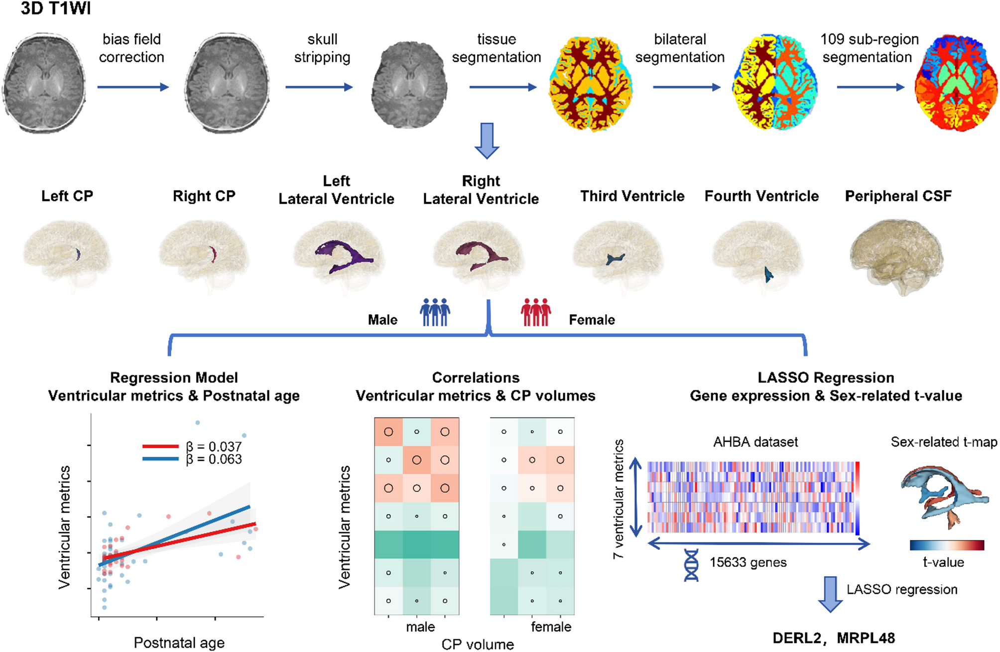 Sex-related differences and associated transcriptional signatures in the brain ventricular system and cerebrospinal fluid development in full-term neonates