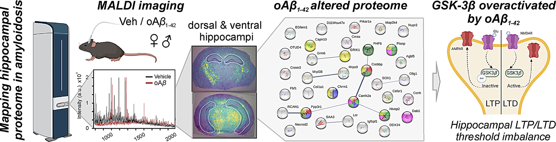 Mapping the hippocampal spatial proteomic signature in male and female mice of an early Alzheimer’s disease model