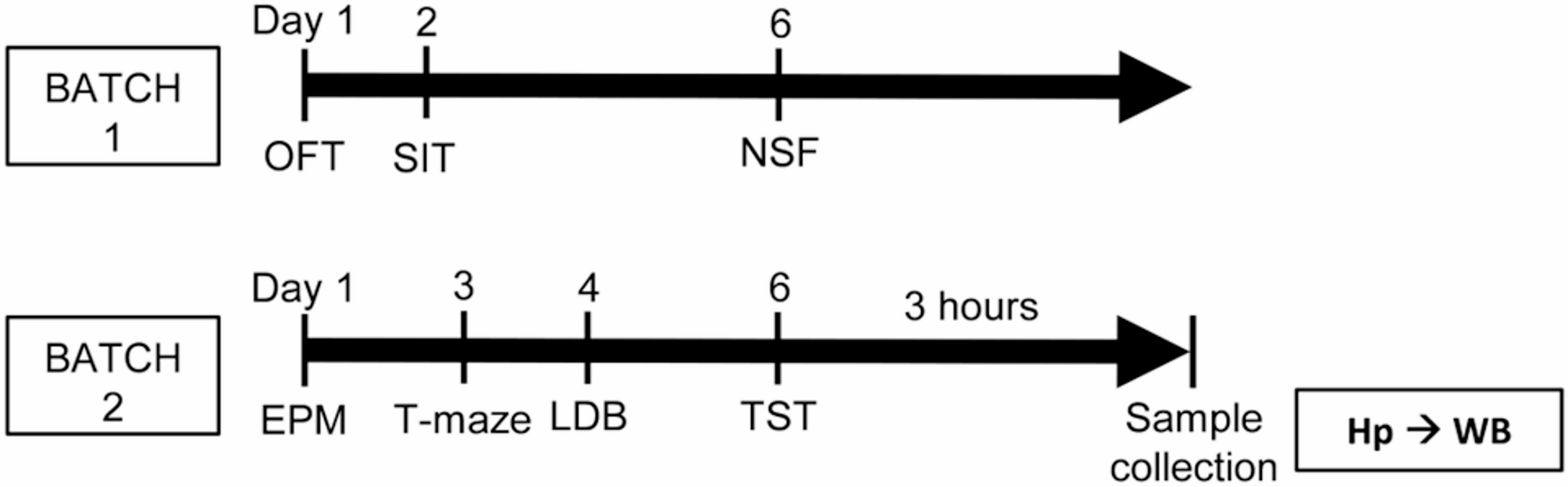 Sex differences in the modulation of anxiety- and depression-like behaviors by matrix metalloproteinase-9 expression levels in mice