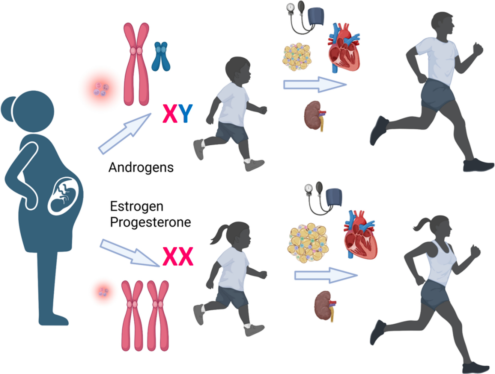 The role of sex differences in cardiovascular, metabolic, and immune functions in health and disease: a review for “Sex Differences in Health Awareness Day”