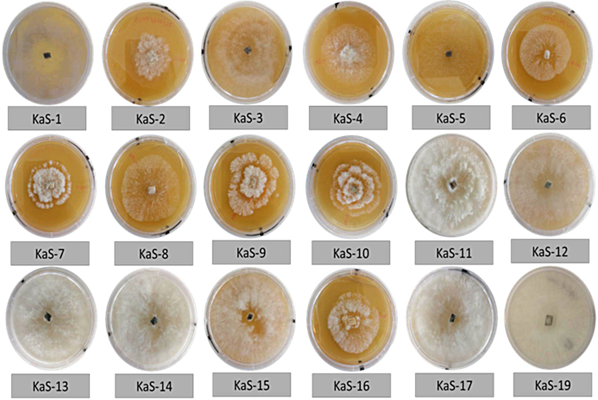 Investigating the antimicrobial and anticancer potential of culturable fungal endophytes isolated from the stems of Kirkia acuminata Oliv