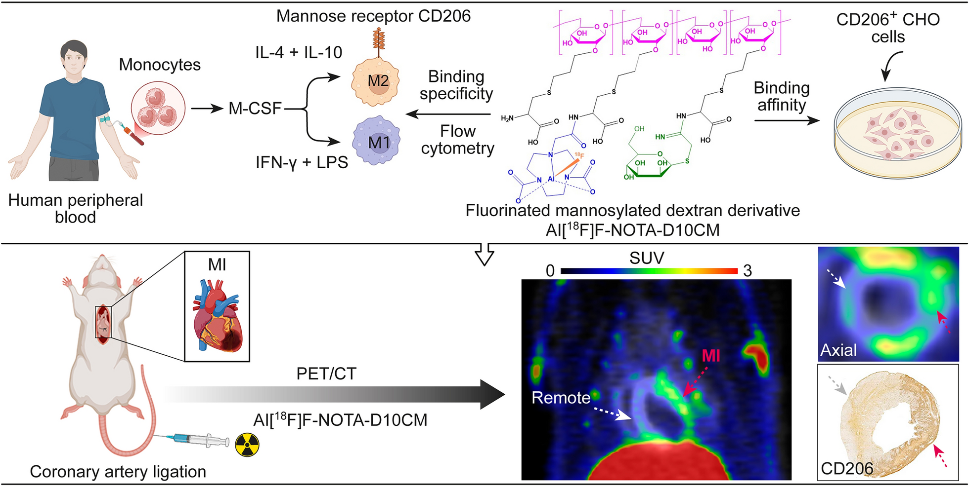 Macrophage mannose receptor CD206-targeted PET imaging in experimental acute myocardial infarction