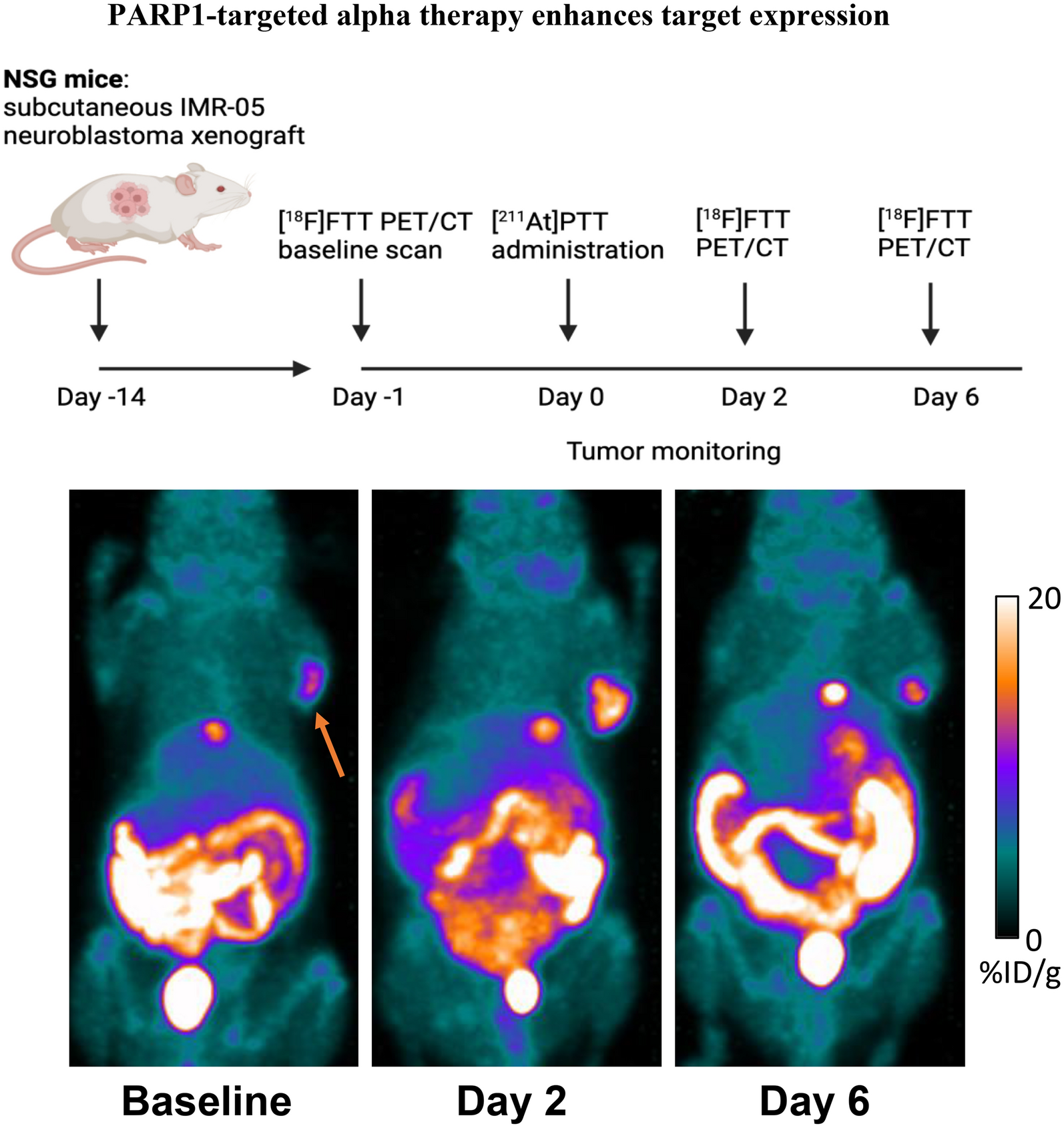 PARP1-targeted alpha therapy enhances target expression