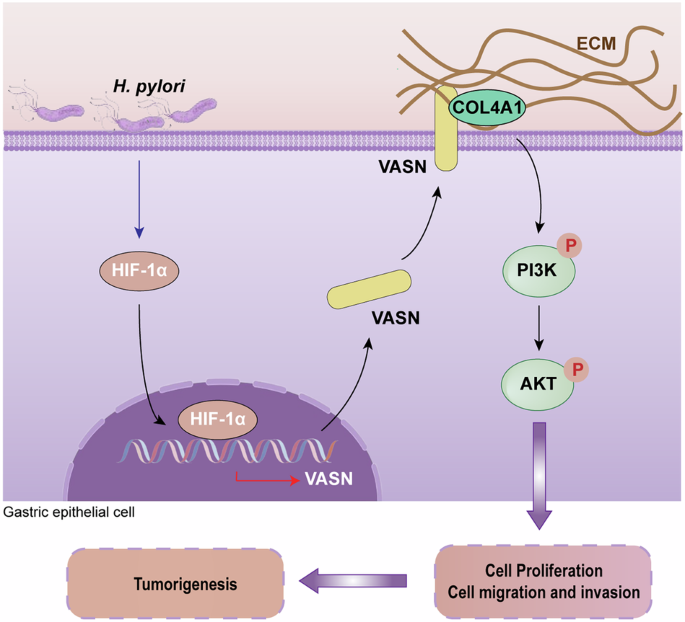VASN drives gastric tumorigenesis via activation of the COL4A1/PI3K/AKT axis during Helicobacter pylori infection