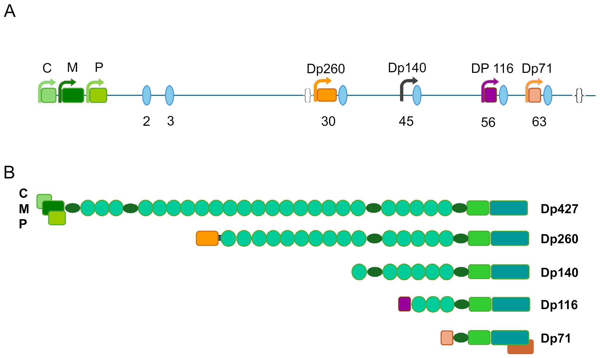 Deficient Astrocyte Homeostatic Support Contributes to Brain Impairment in Duchenne Muscular Dystrophy