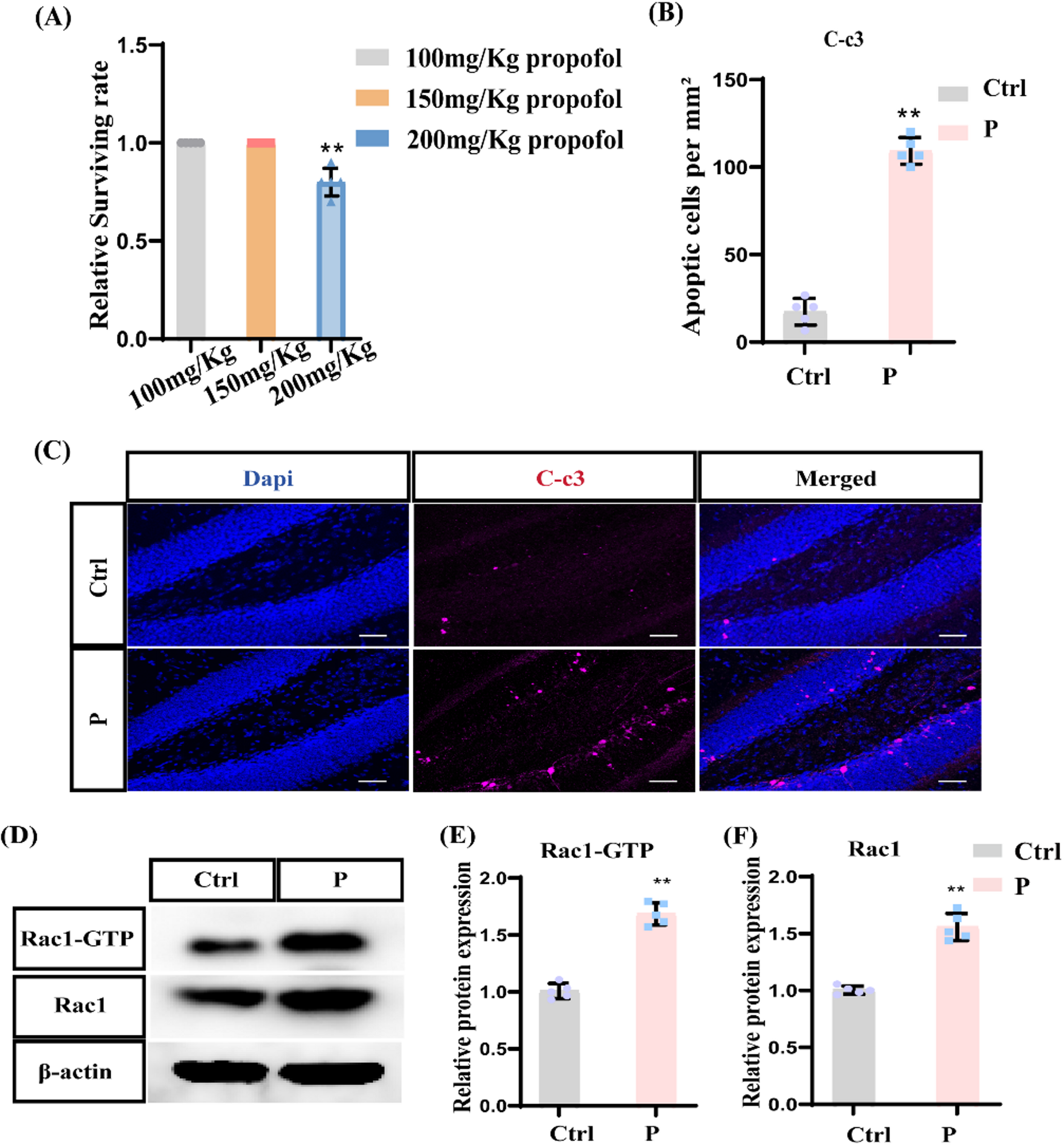 Inhibition of Rac1 Attenuated Propofol-Induced Neurotoxicity in the Hippocampal Dentate Gyrus in Developing Mice