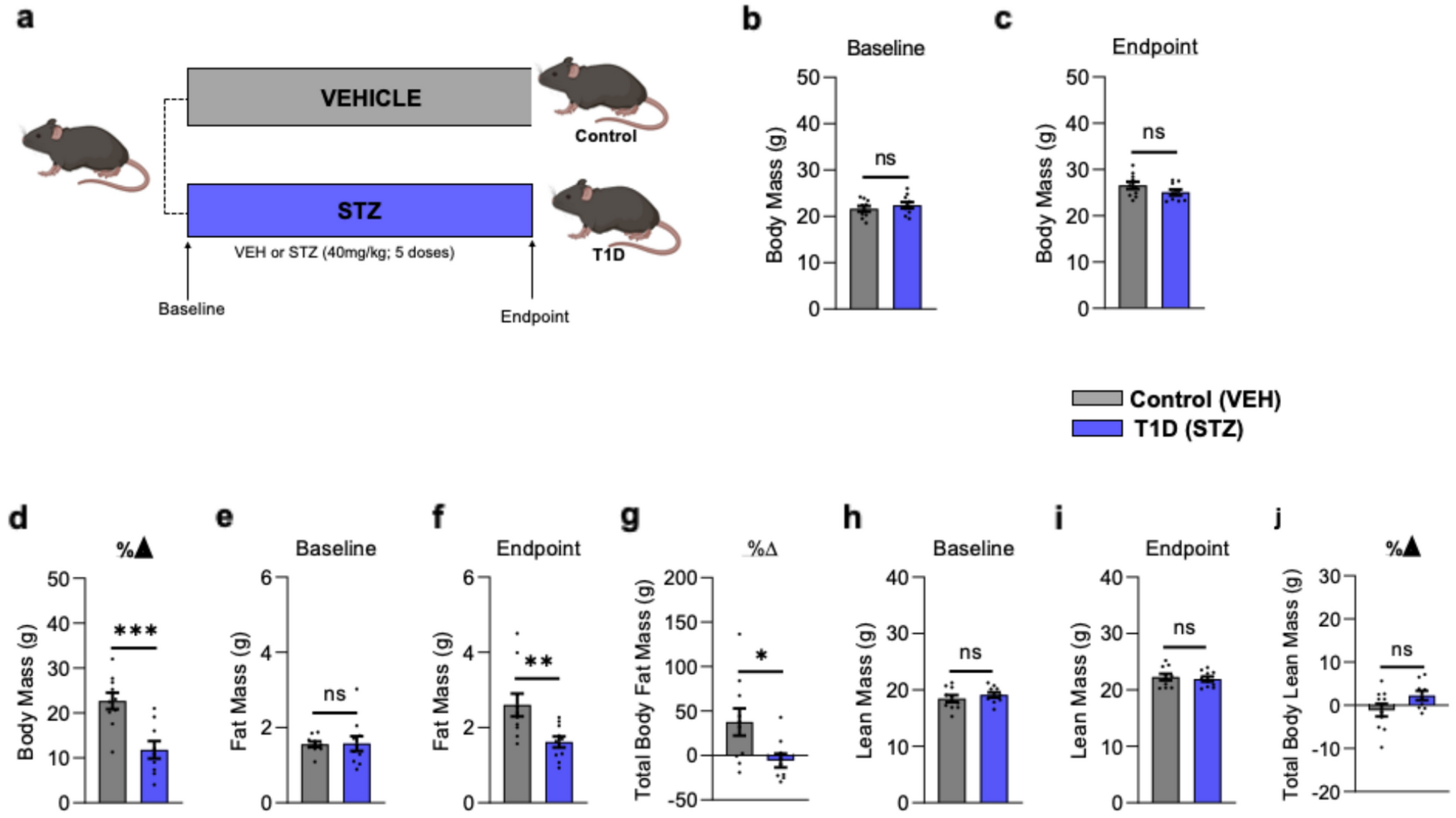 Examination of Skeletal and Senescence Phenotypes in Young Mice with Juvenile Onset Type 1 Diabetes