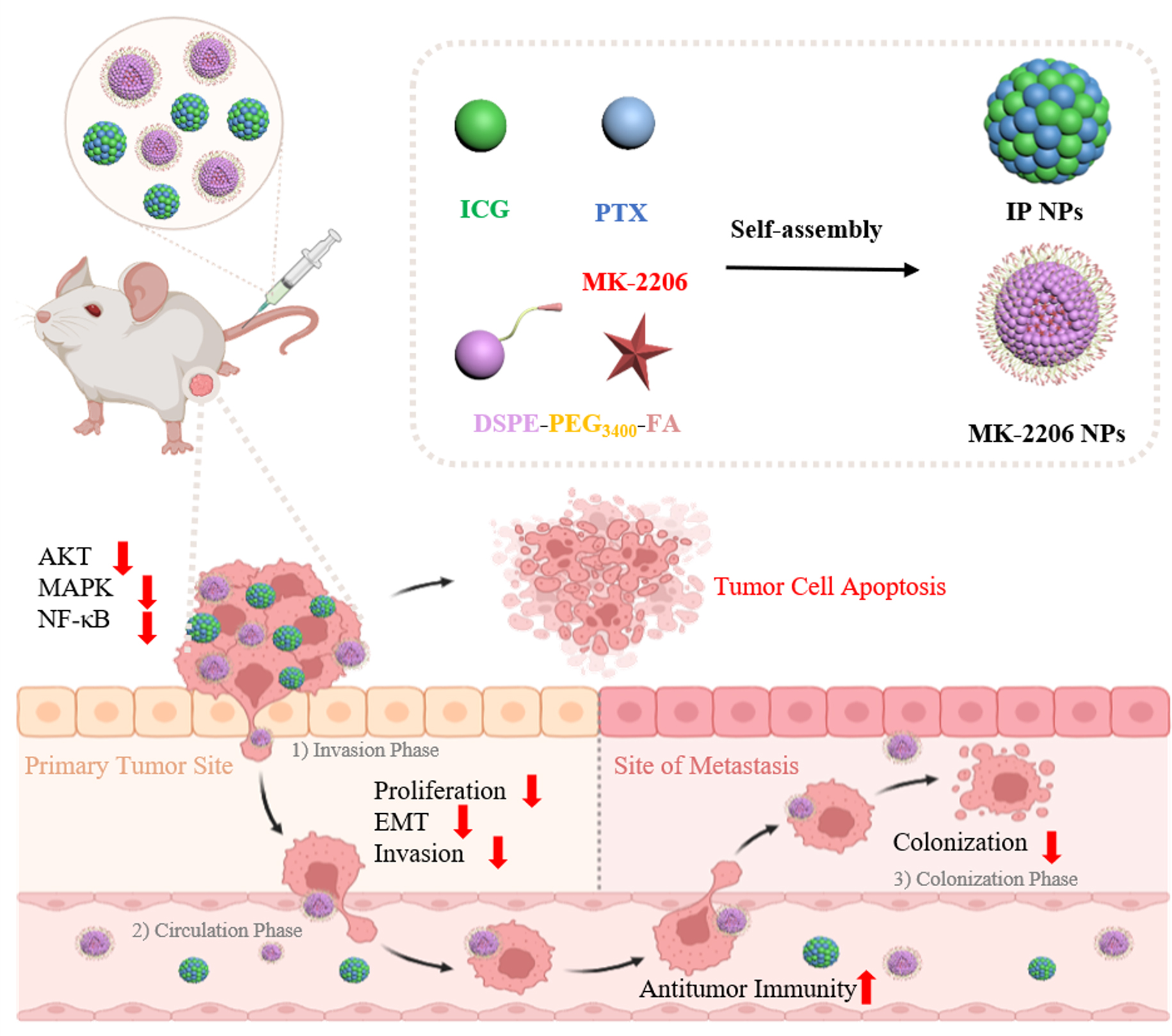 Carrier-free nano-integrated strategy of phototherapy and chemotherapy for synergetic AKT targeted therapy to inhibit cancer metastasis and recurrence