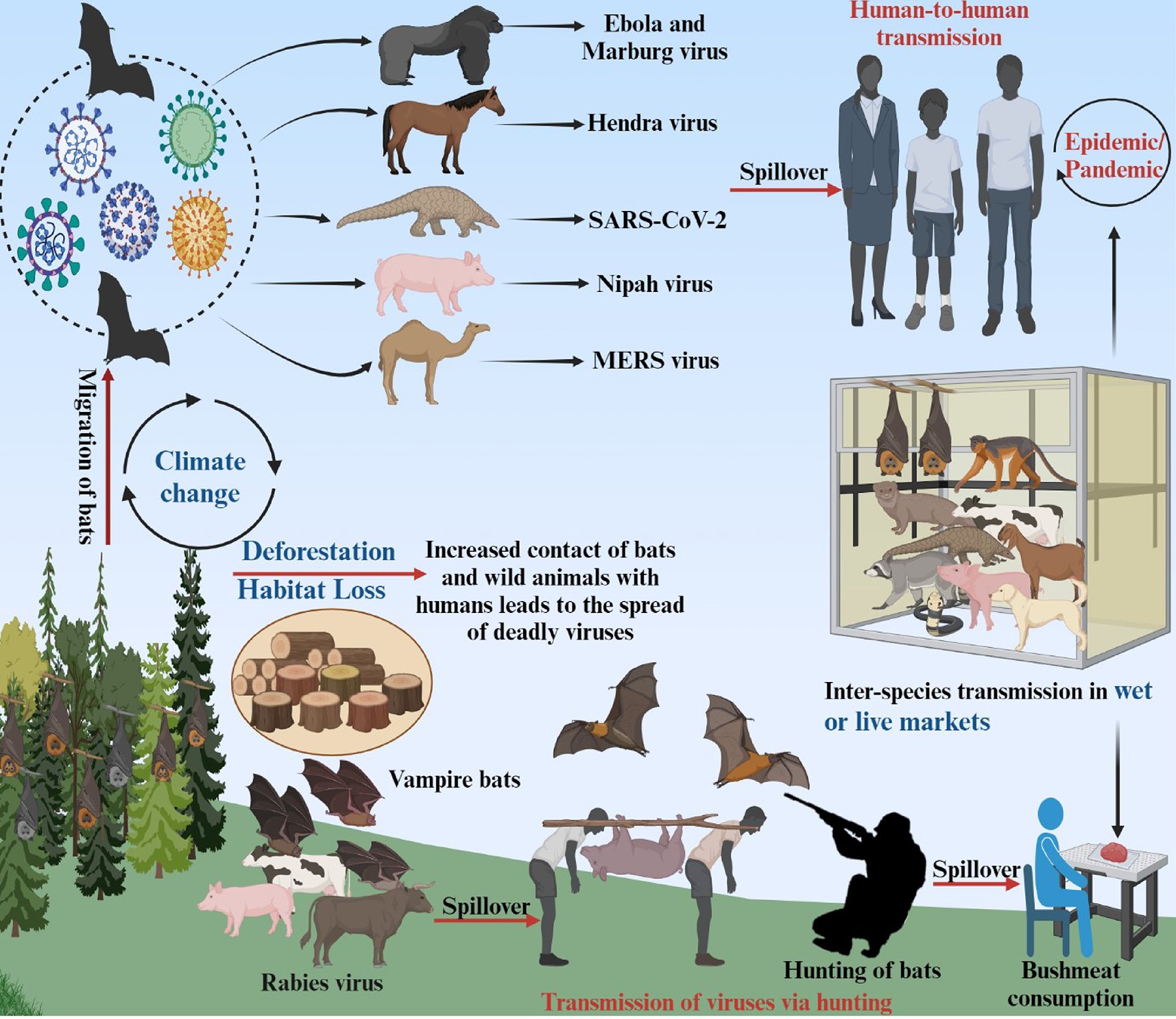 Zoonotic spillovers: How climate change, habitat destruction, and bushmeat trade might amplify bat-driven viral disease risks
