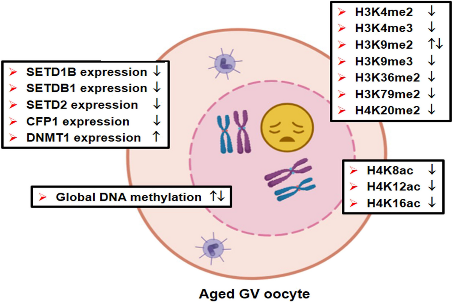 The dynamics of DNA methylation, histone methylation and acetylation during oocyte aging in mammalian species and possible interventions to regulate them