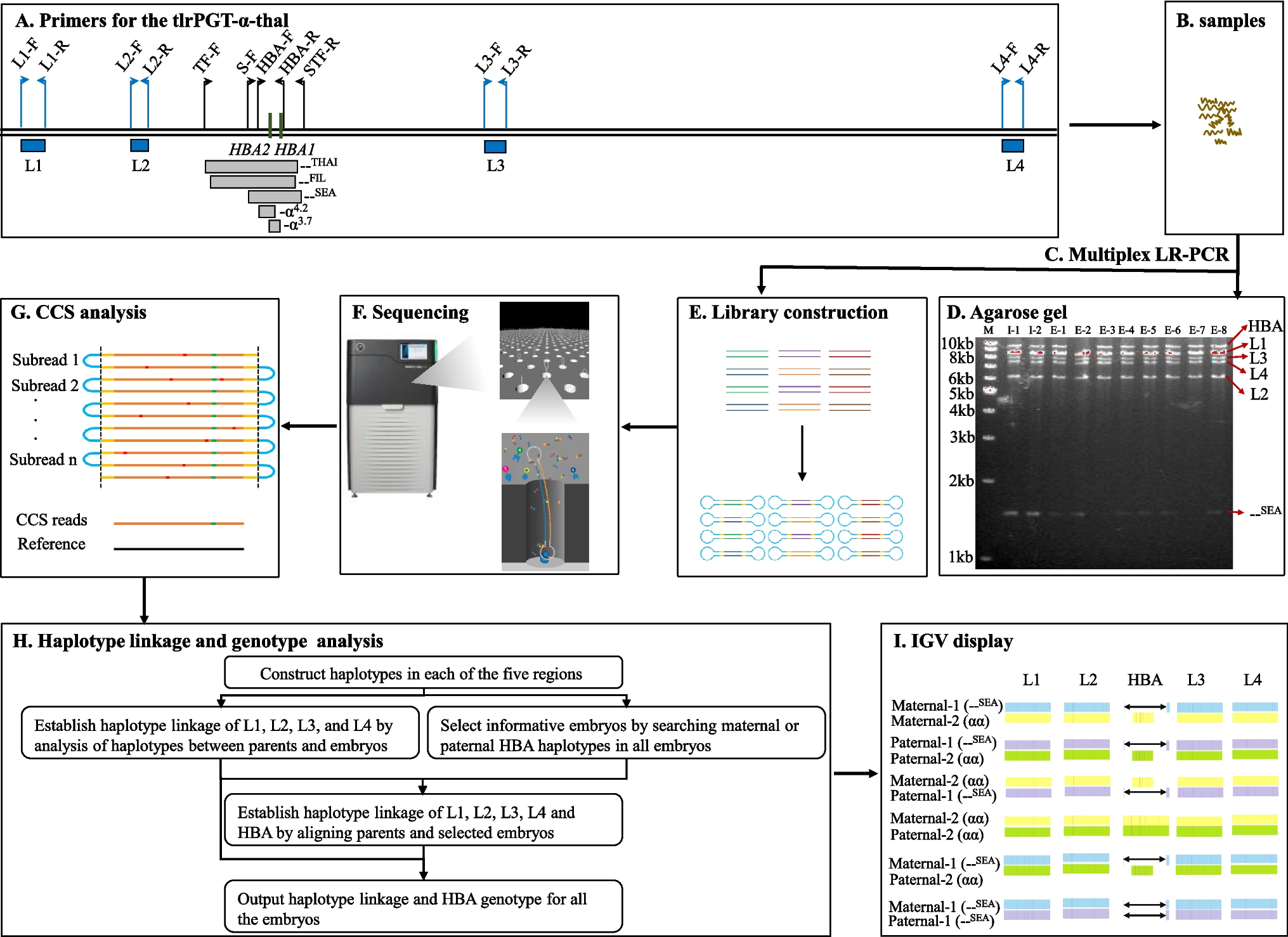 A novel targeted long-read sequencing-based preimplantation genetic testing method for α-thalassemia (tlrPGT-α-thal)