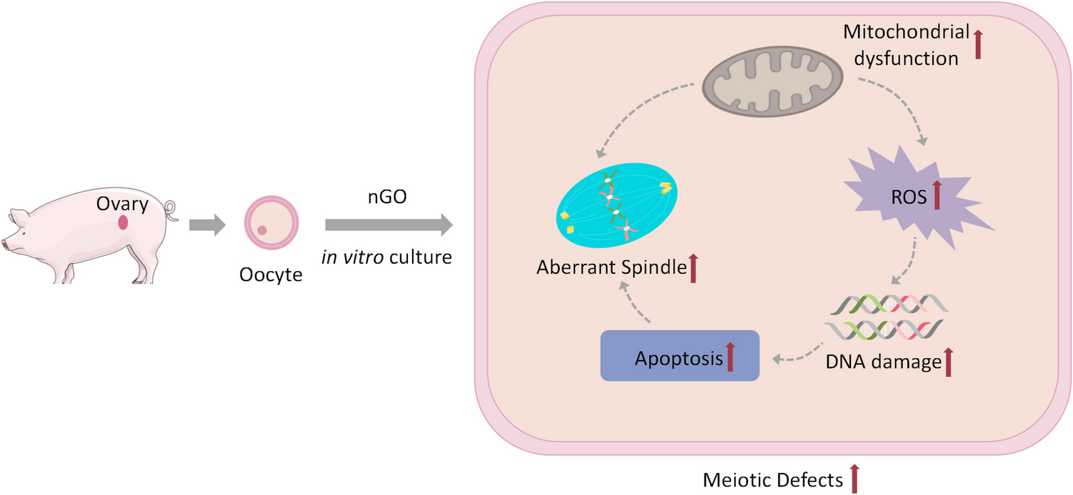 Exposure to nanoscale graphene oxide deteriorates the quality of porcine oocytes via induction of oxidative stress and the apoptosis