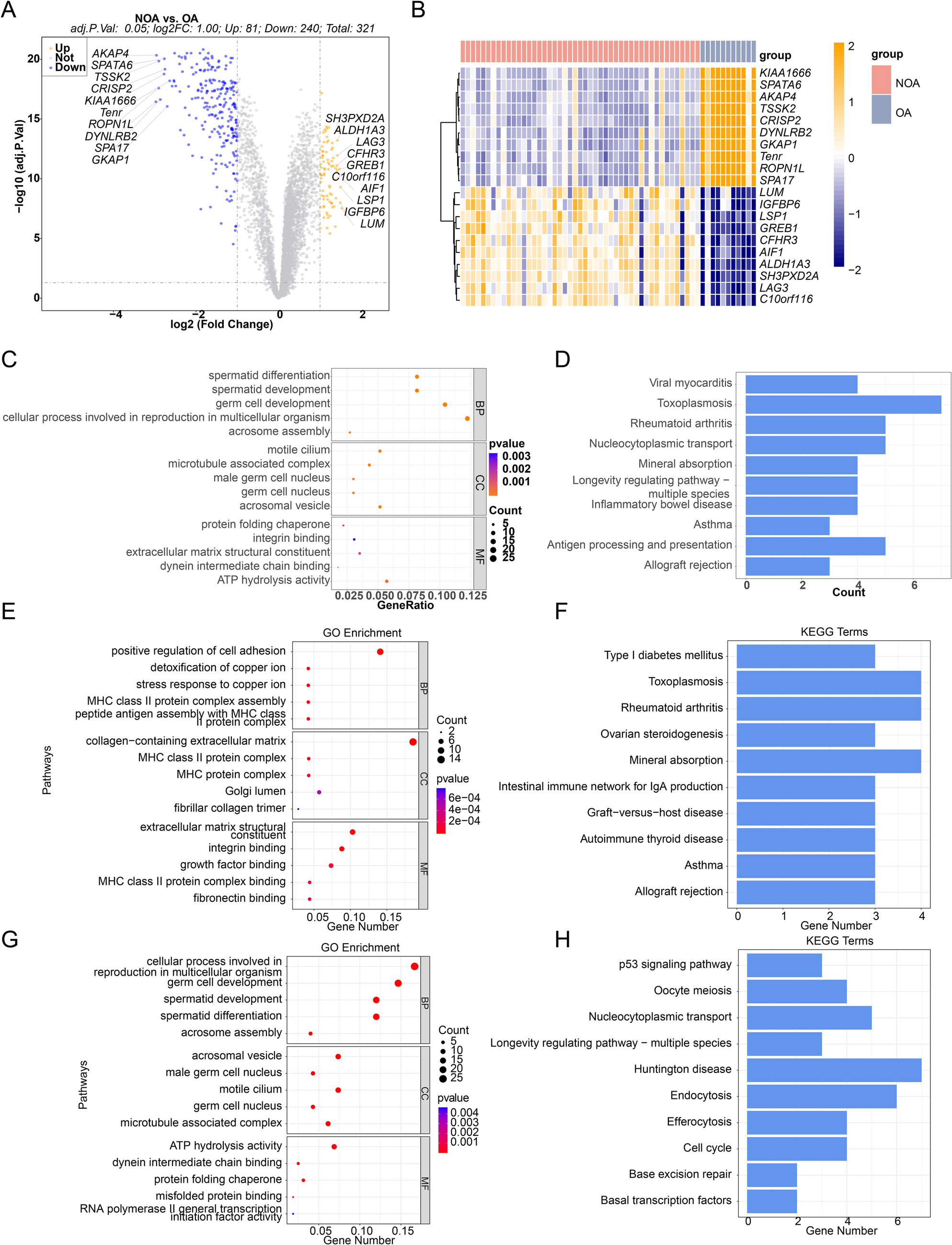 Autophagy-related biomarkers in non-obstructive azoospermia: insights from transcriptomics and single-cell sequencing