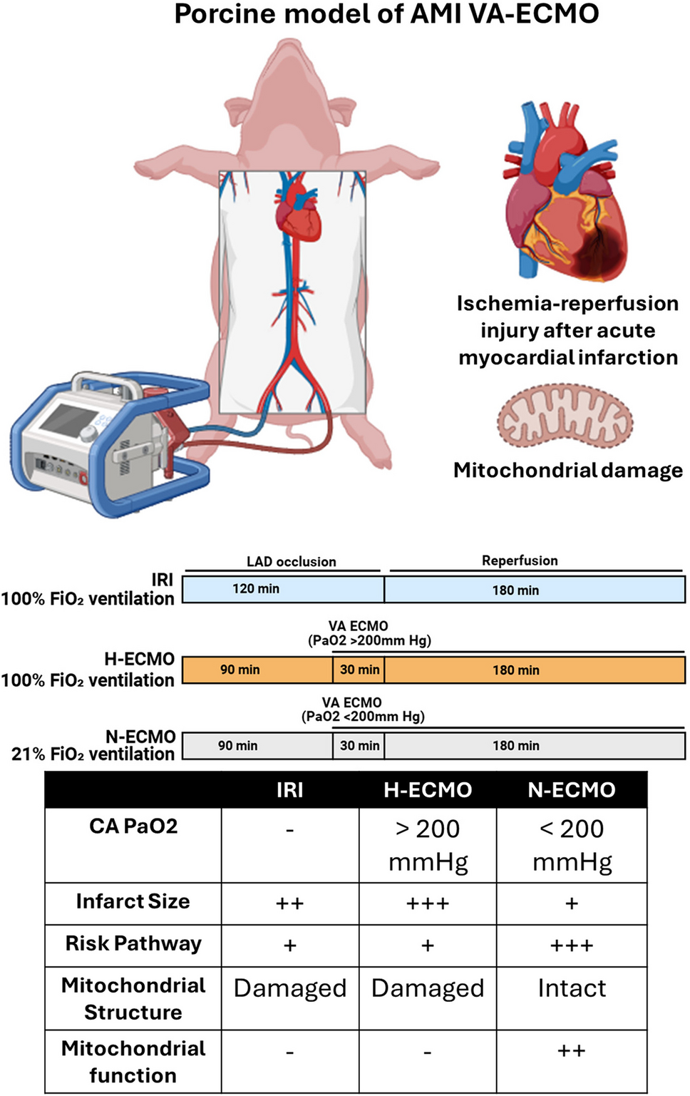 Normoxemic Extracorporeal Membrane Oxygenation Reduces Infarct Size and Preserves Mitochondrial Integrity in Preclinical Models of Acute Myocardial Infarction
