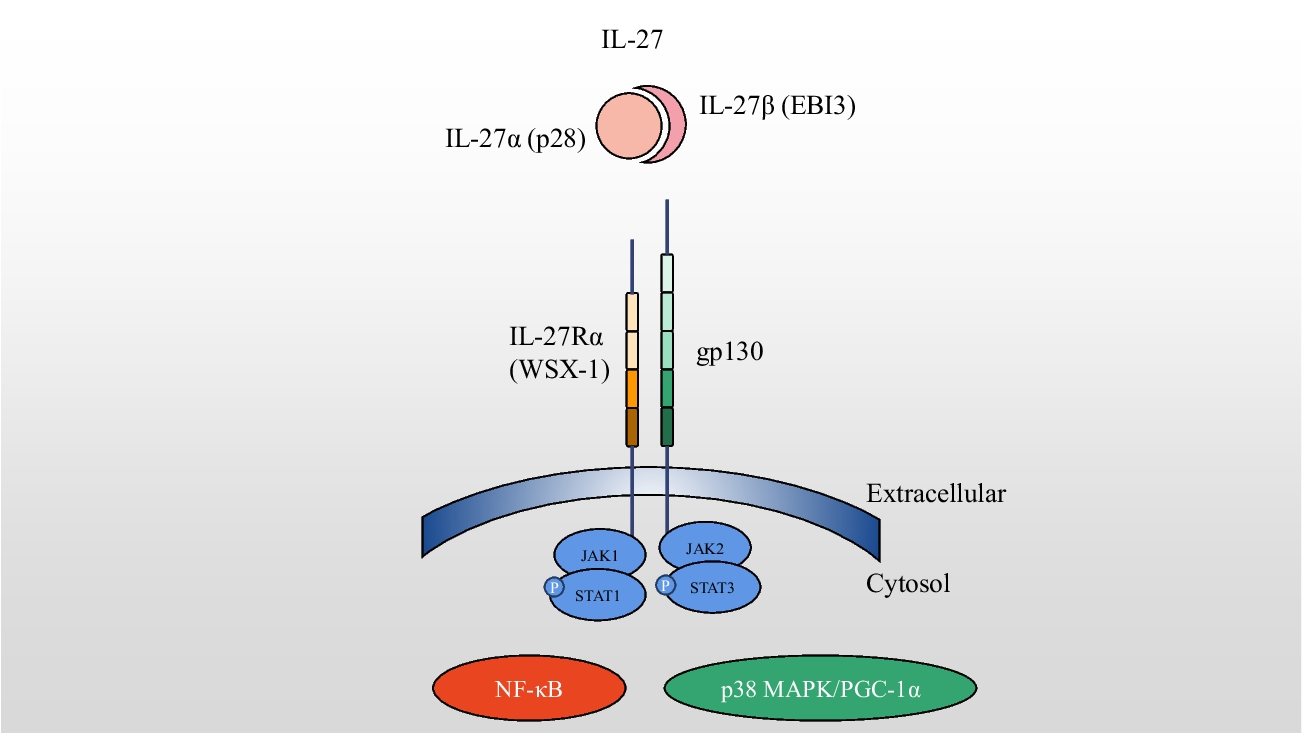 Recent Insights Into Targeting Interleukin-27 in Coronary Artery Disease