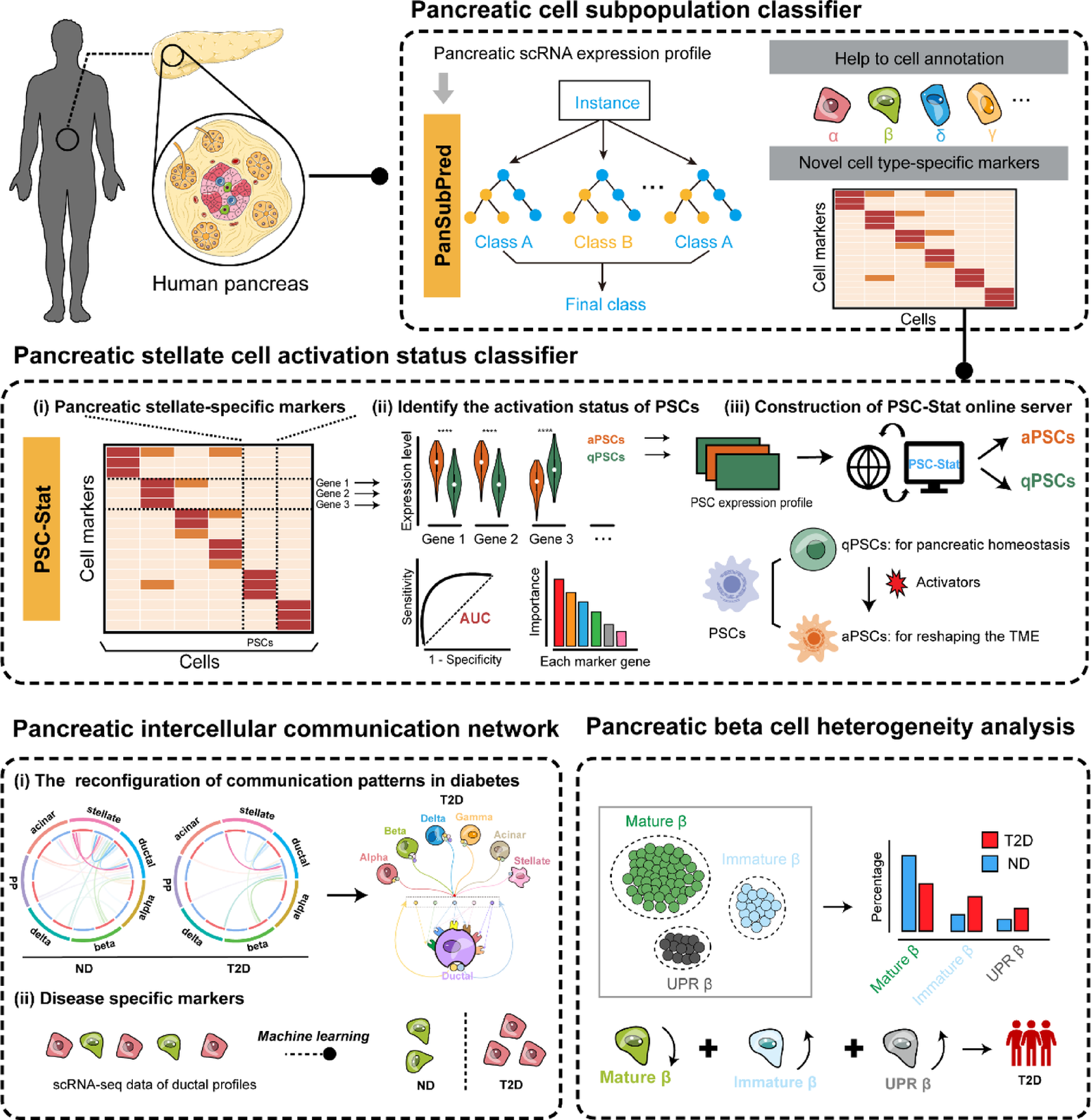 Interpretable machine learning-guided single-cell mapping deciphers multi-lineage pancreatic dysregulation in type 2 diabetes