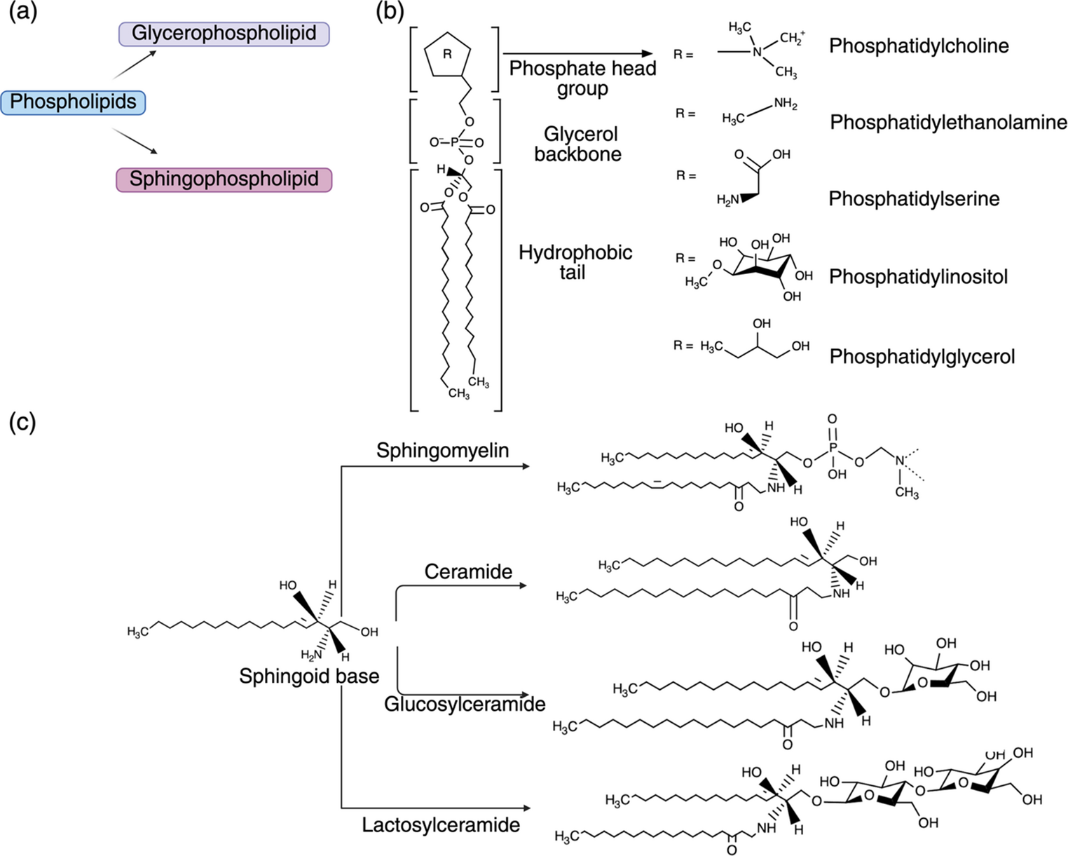 The oily nucleus– role of phospholipids in genome biology: membrane-directed roles and signaling in the nucleoplasm