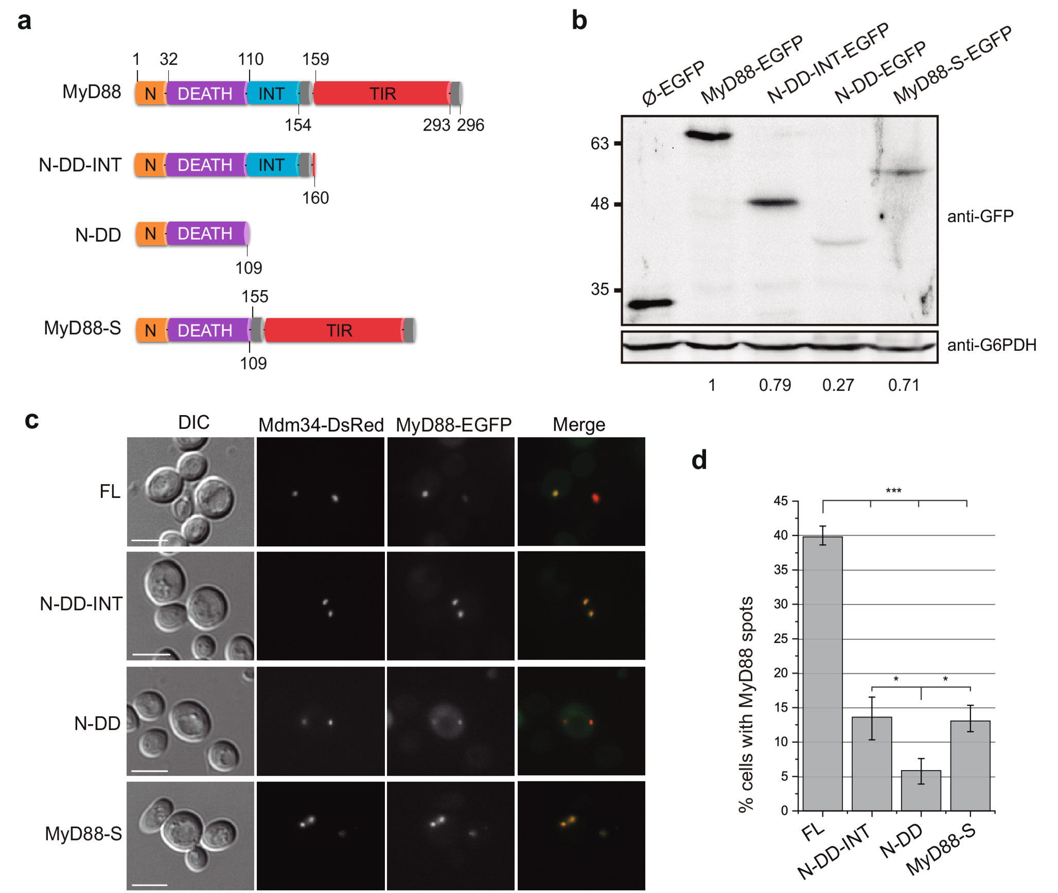 MyD88 polymerization and association to cellular membranes in a yeast heterologous model