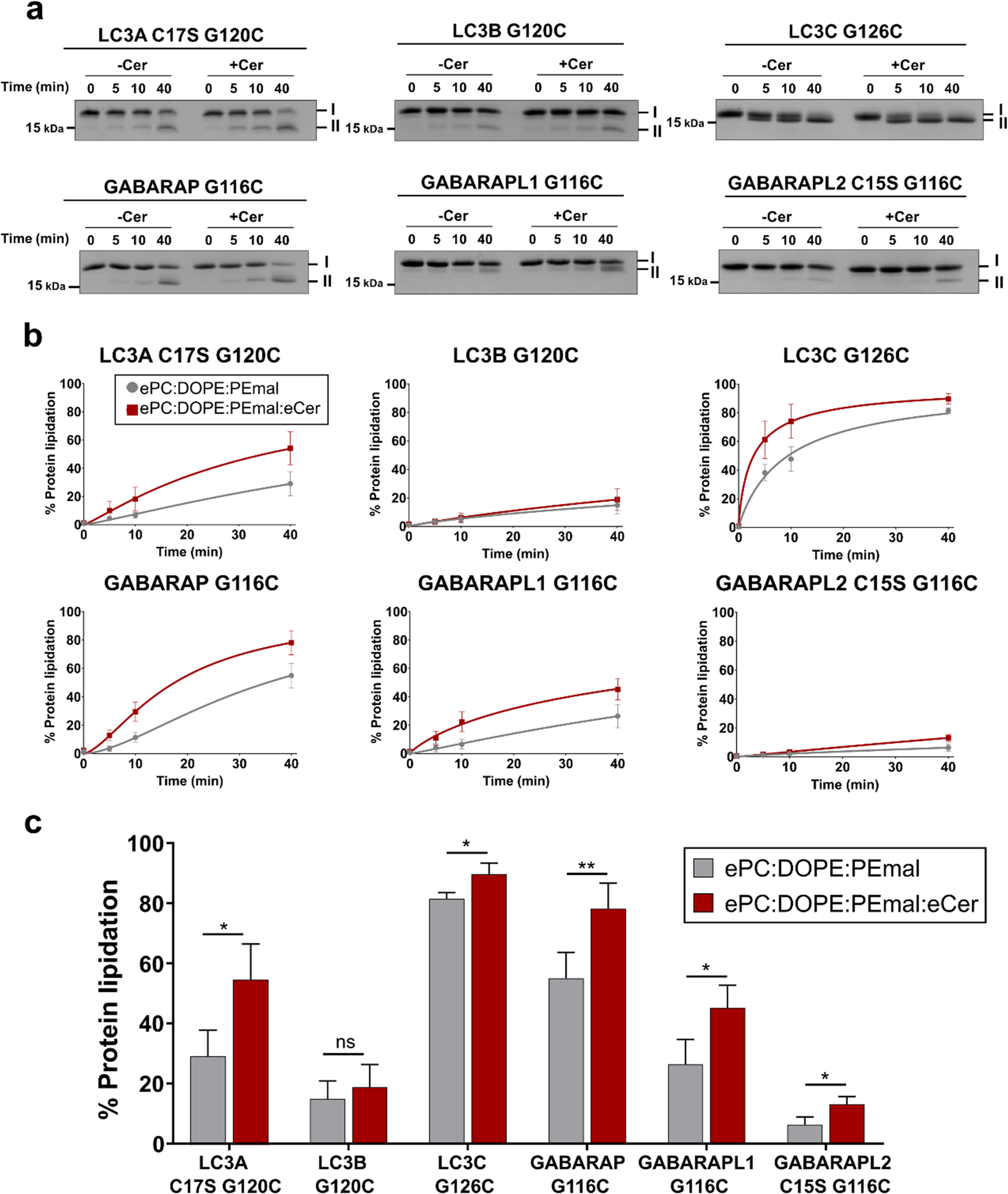 Ceramide and the membrane-fusion activity of LC3/GABARAP autophagy proteins