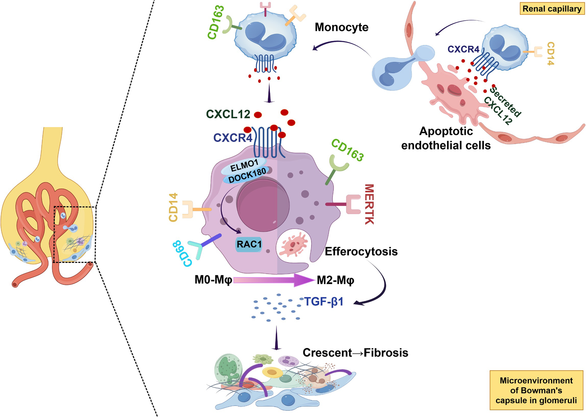 CXCL12/CXCR4 modulates macrophage efferocytosis to induce glomerular crescent formation and fibrosis via ELMO1/DOCK180/RAC1 signaling in ANCA-associated glomerulonephritis