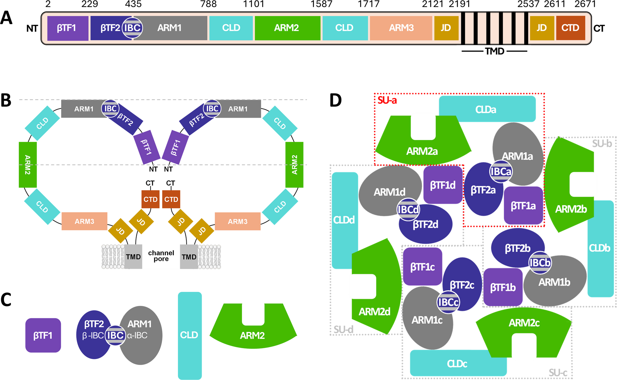 From IP3RPEP6 Inhibition of IP receptor channels to insights: do channel subunits collaborate or cooperate?