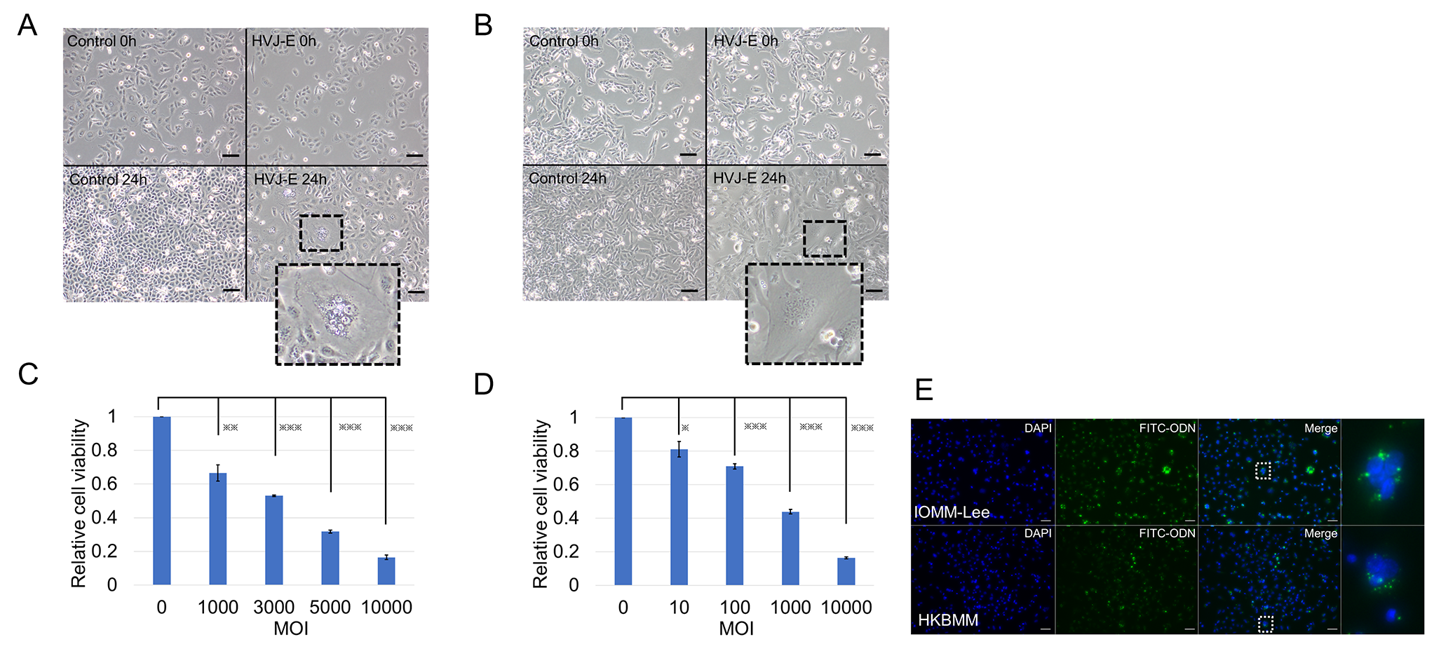 Hemagglutinating virus of Japan envelope encapsulating microRNA-34a-5p robustly induces apoptosis of malignant meningioma cells by suppressing survivin