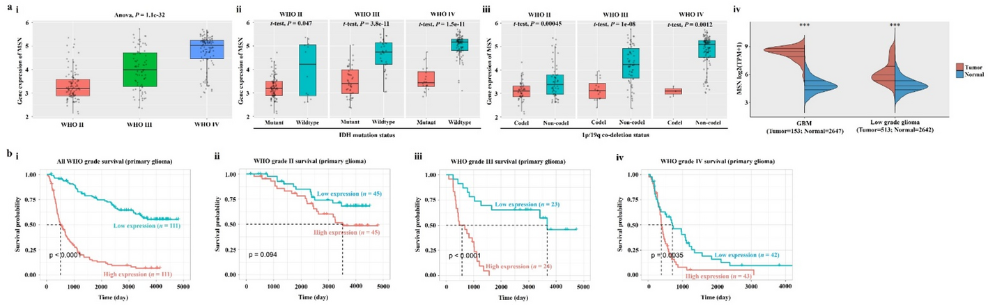 Moesin silencing enhances the radiosensitivity of glioblastoma by inhibiting DNA damage repair via CD44/AKT1 signaling pathway