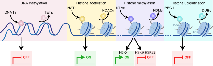 Epigenetic regulation of cancer stemness