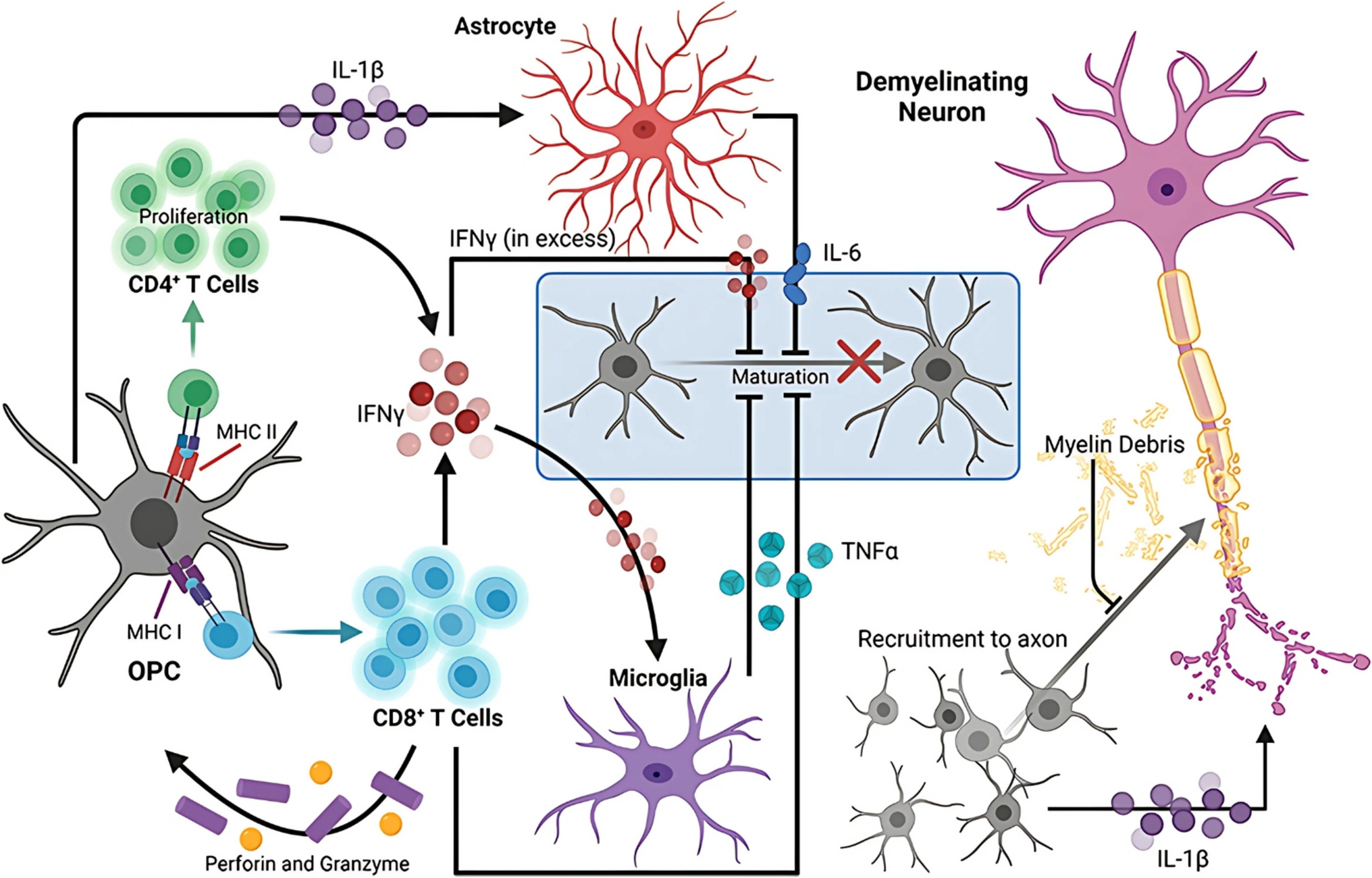 Role of Nuclear Receptors on the Progression of Multiple Sclerosis: A Review