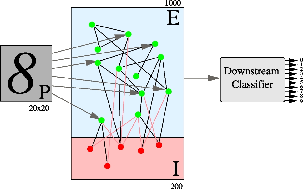 Localist neural plasticity identified by mutual information