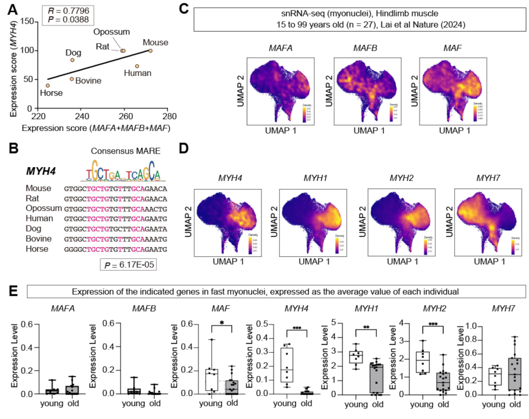 Large MAF transcription factors reawaken evolutionarily dormant fast-glycolytic type IIb myofibers in human skeletal muscle