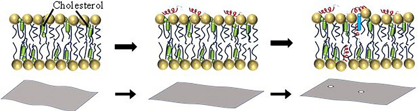 Cholesterol Affects the Pore Formation and the Membrane–Membrane Interaction Induced by an Antimicrobial Peptide, NK-2, in Phospholipid Vesicles
