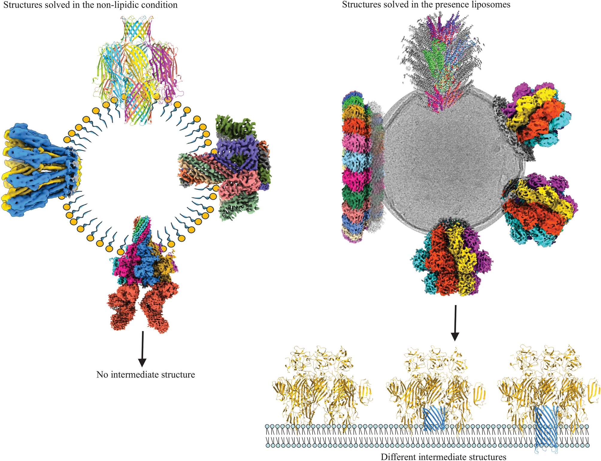 Pore Formation by Pore Forming Proteins in Lipid Membranes: Structural Insights Through Cryo-EM