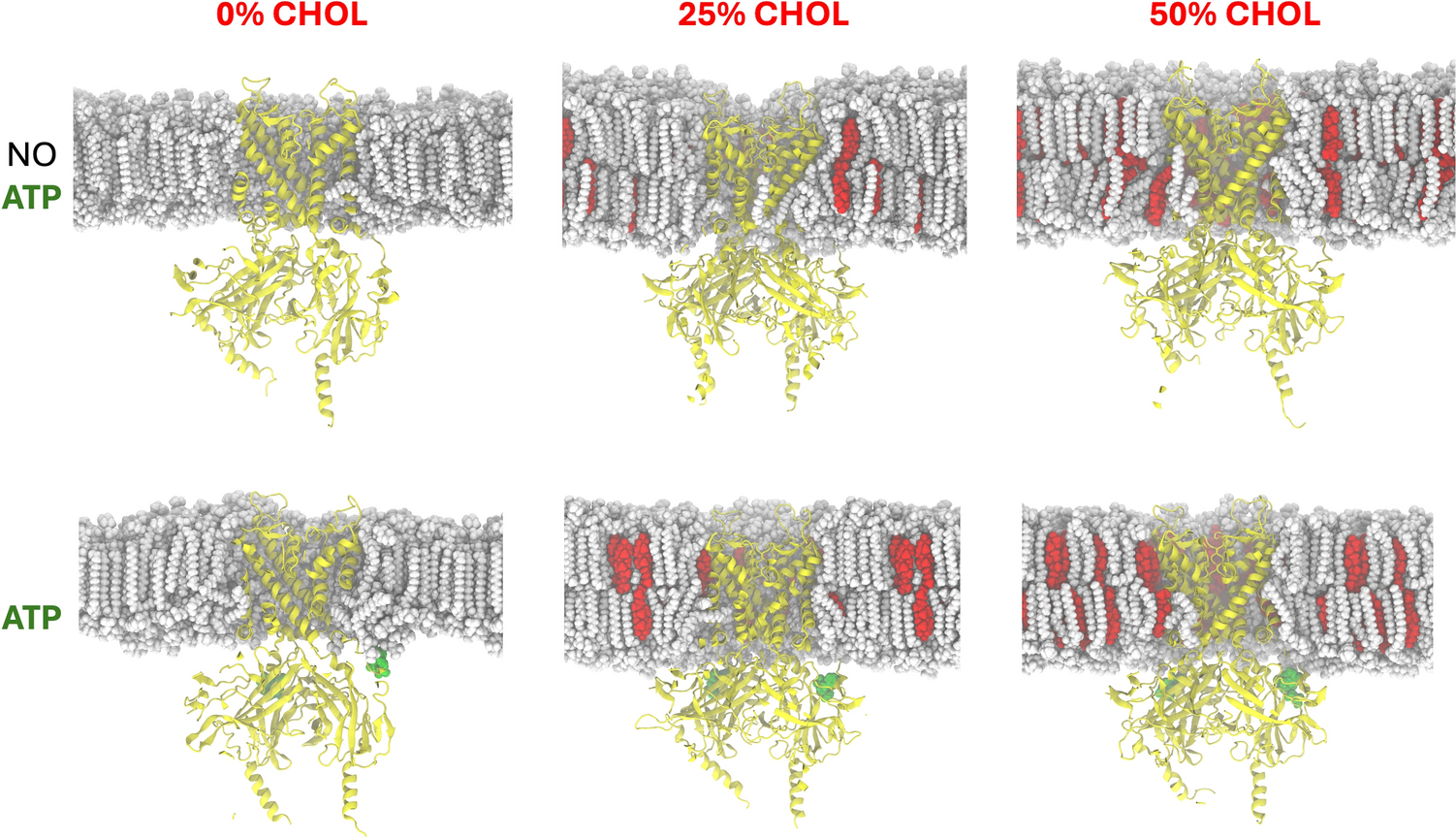 Cholesterol Concentration in Cell Membranes and its Impact on Receptor–Ligand Interaction: A Computational Study of ATP-Sensitive Potassium Channels and ATP Binding