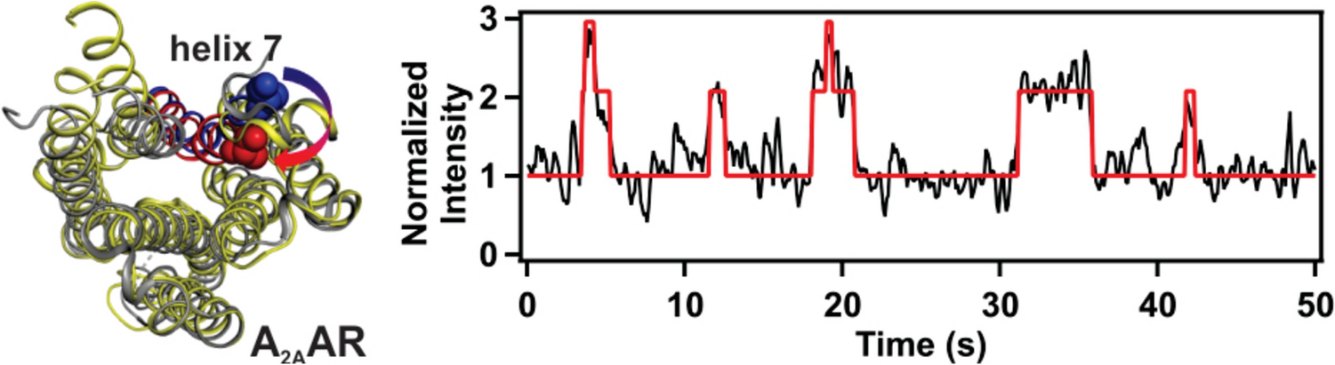 Correction: Single‑Molecule Insights into GPCR Conformational Landscapes