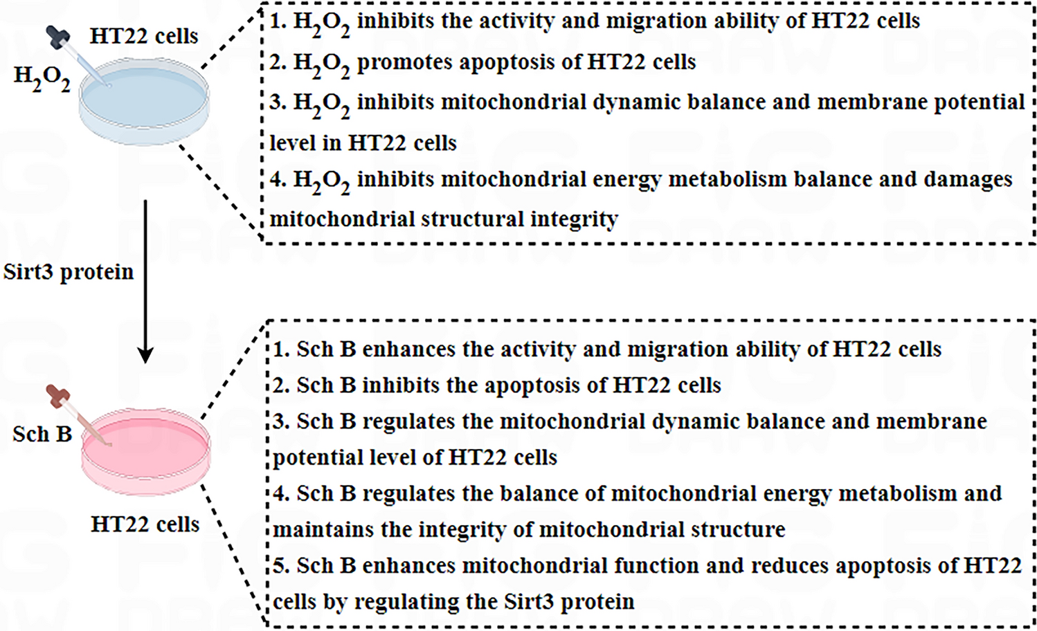 Schisandrin B Improves Mitochondrial Function and Inhibits HT22 Cell Apoptosis by Regulating Sirt3 Protein