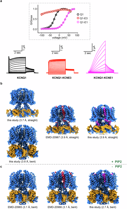 Mechanisms of KCNQ1 gating modulation by KCNE1/3 for cell-specific function