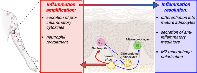 Provocation and palliation—the dual roles of dermal white adipose tissue in neutrophilic skin inflammation
