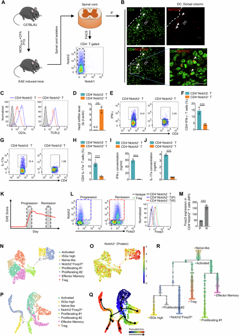 Notch2−expressing CD4+ T cells attain immunoregulatory functions during autoimmune inflammation