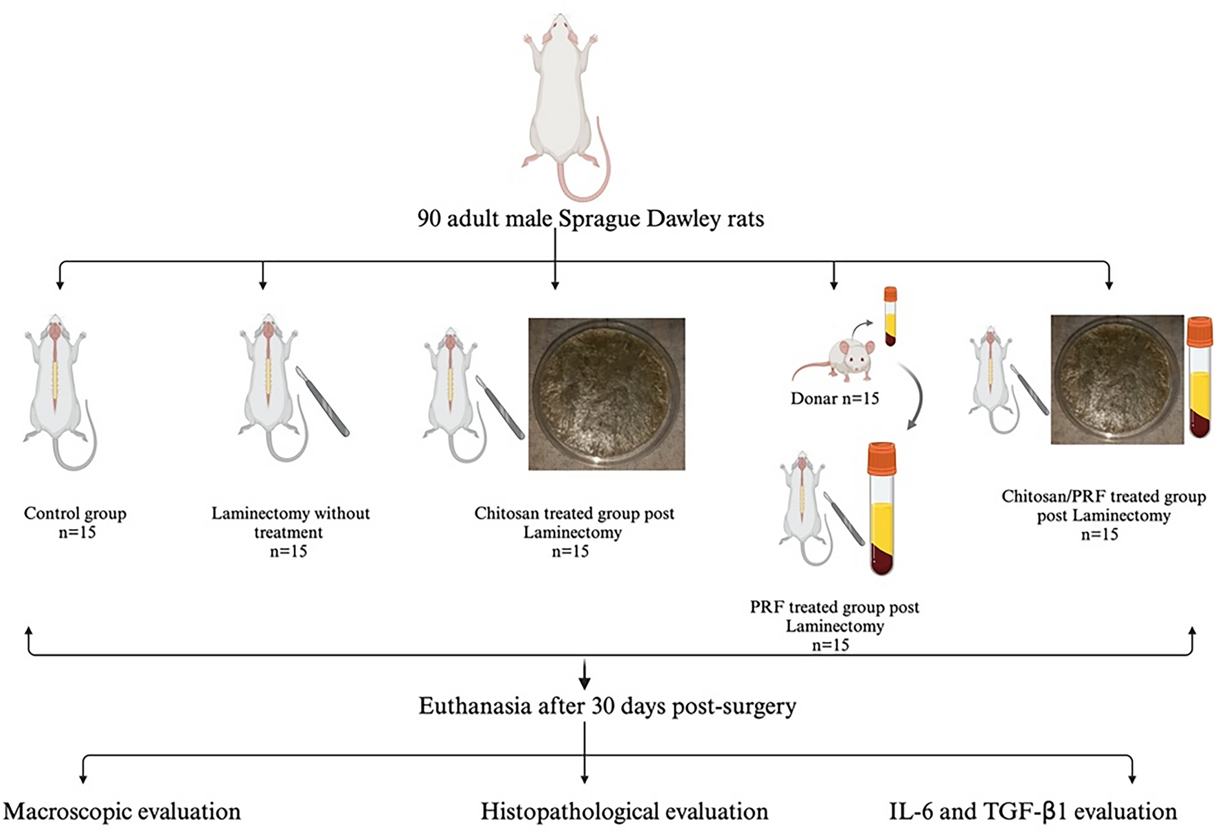 The augmentative role of chitosan and platelet-rich fibrin in reducing epidural fibrosis after laminectomy in rats