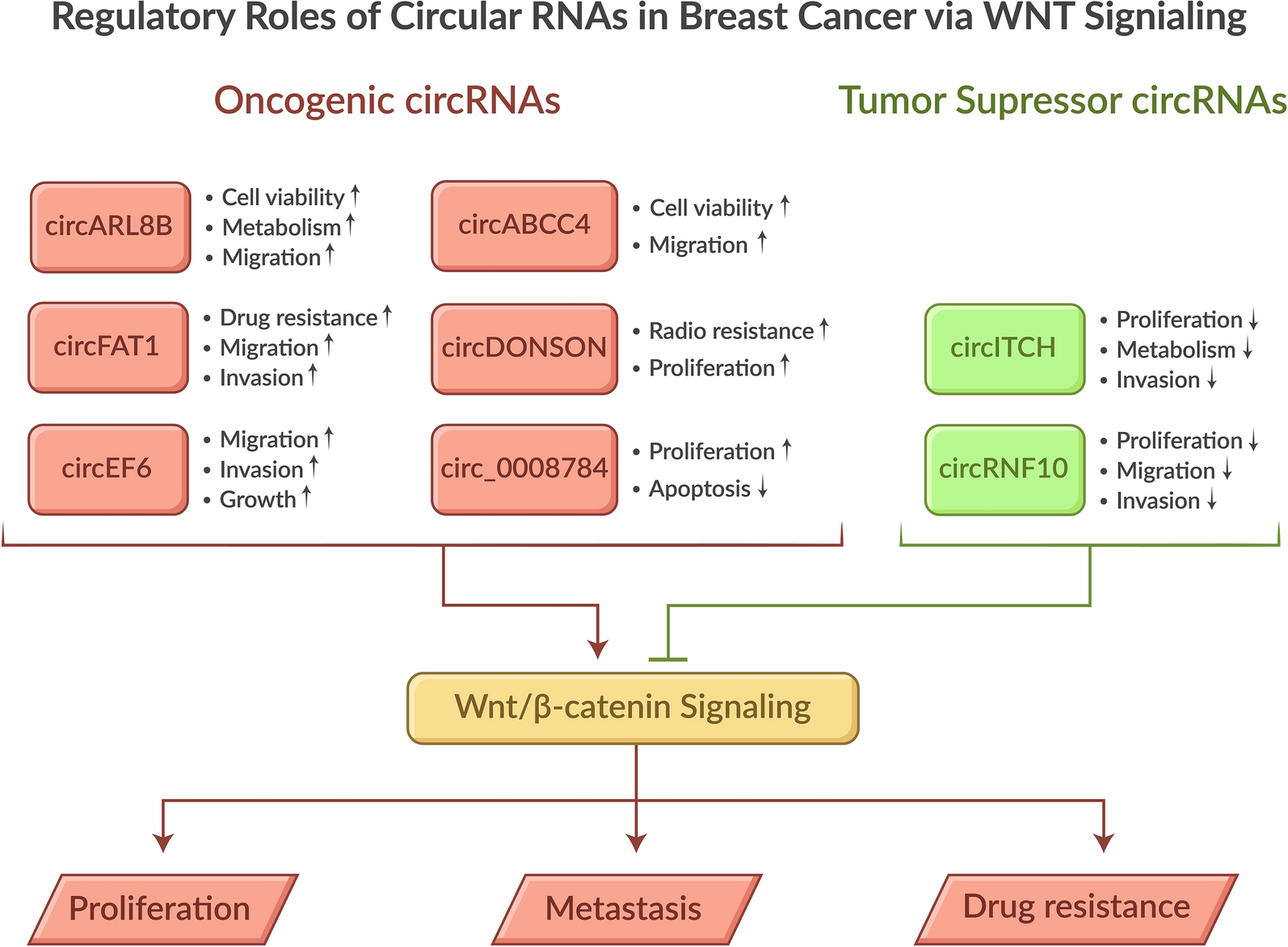 Regulatory roles of circular RNAs in Wnt and other oncogenic signaling pathways in breast cancer progression: a comprehensive review