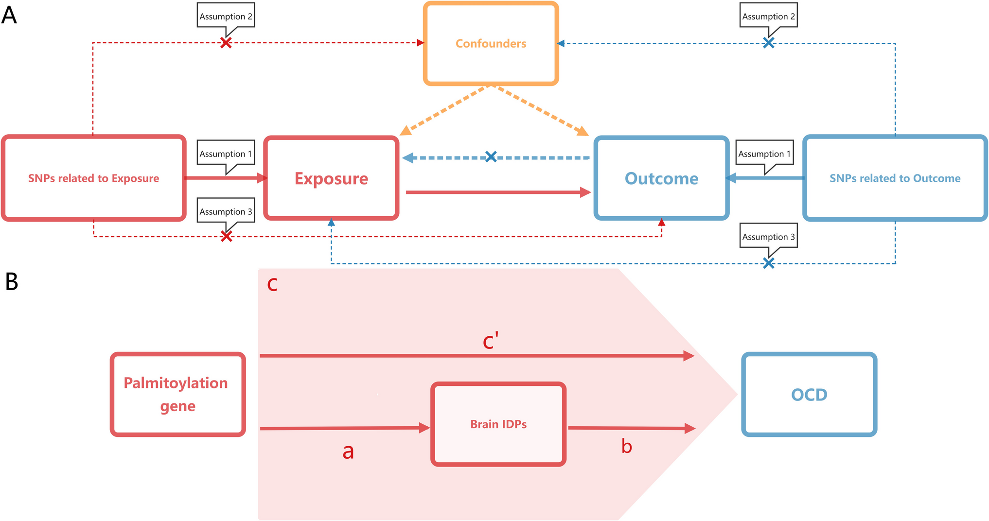 ZDHHC4 Influences Obsessive–Compulsive Disorder Risk Through Imaging-Derived Phenotypes: A Mendelian Randomization Study