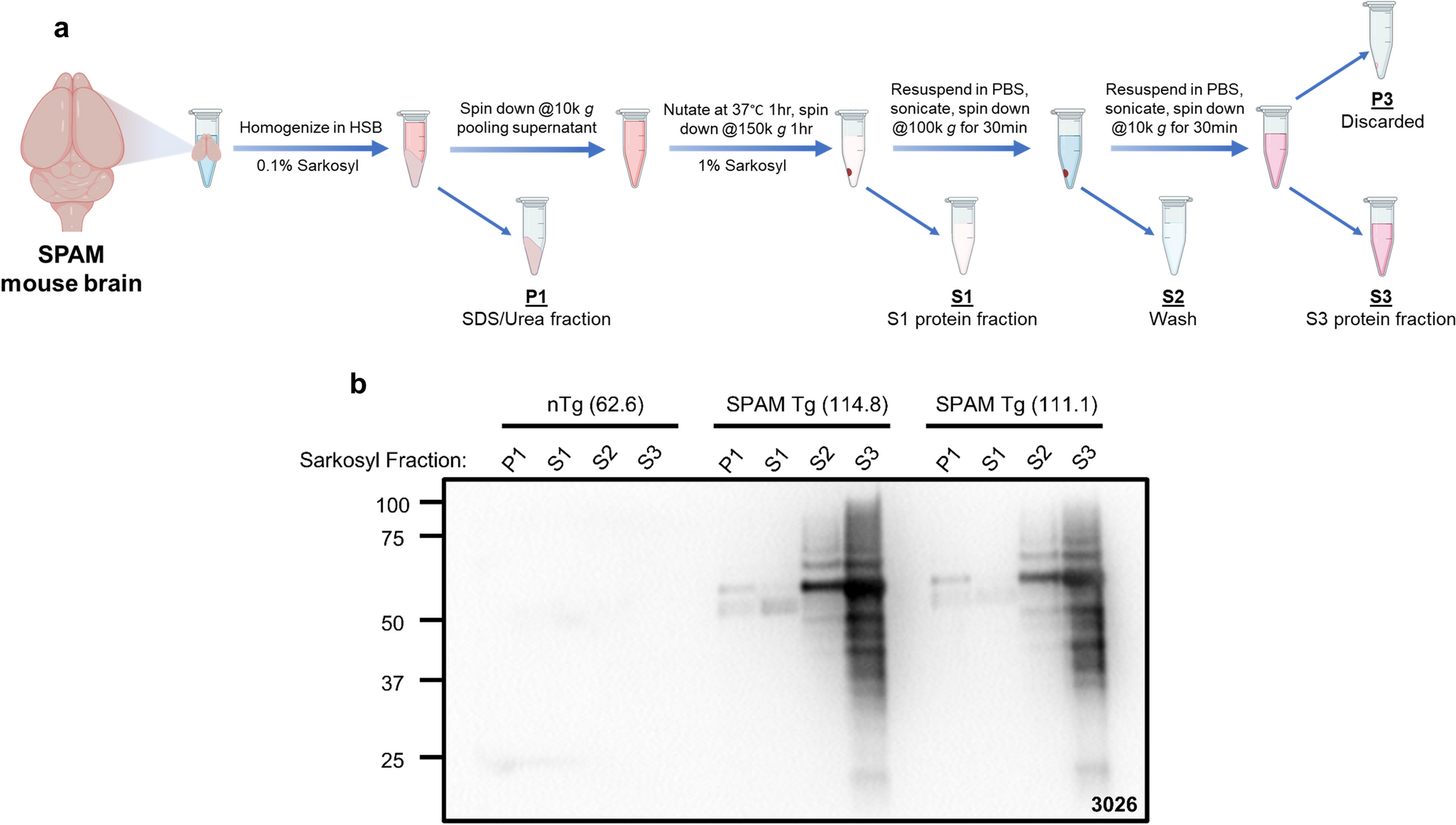 Tau from SPAM Transgenic Mice Exhibit Potent Strain-Specific Prion-Like Seeding Properties Characteristic of Human Neurodegenerative Diseases