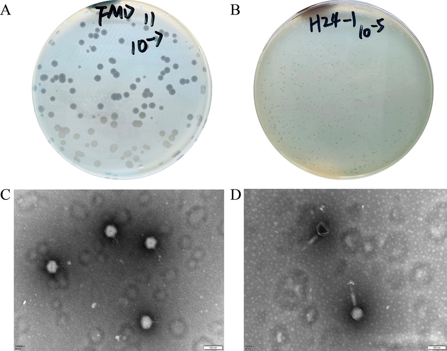 Lytic bacteriophages targeting multidrug-resistant Pseudomonas aeruginosa in Moschus berezovskii: isolation, characterization, and therapeutic efficacy against bacteremia
