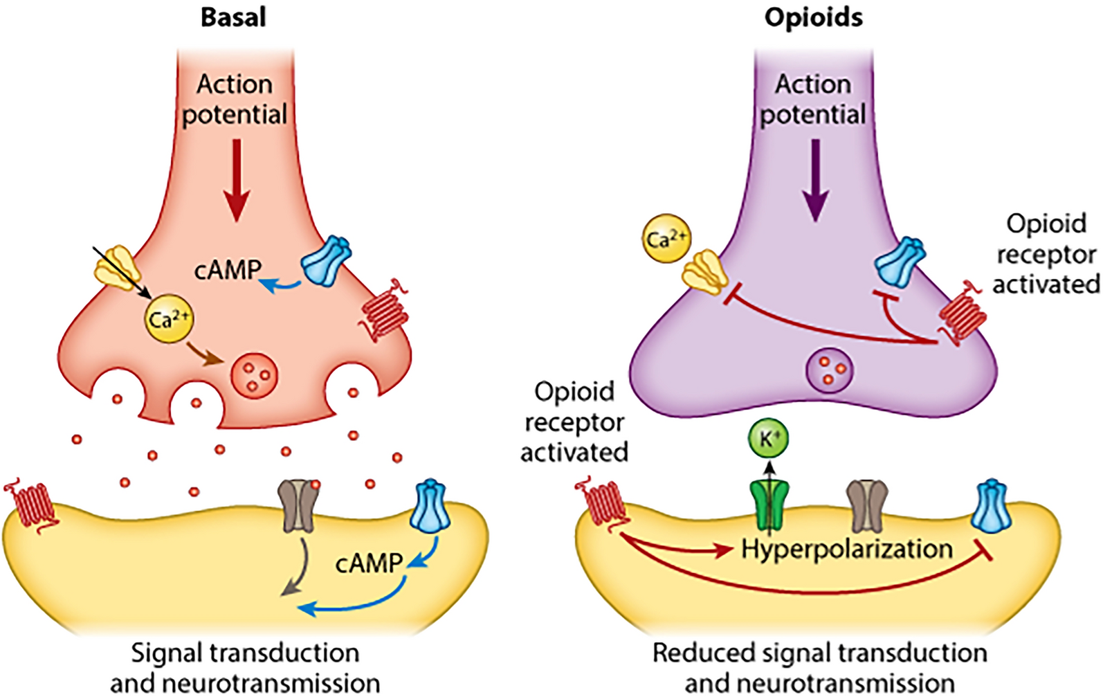 Expanding Horizons of Buprenorphine: A Comprehensive Narrative Review of Its Pharmacological Properties and Clinical Applications in Chronic Pain
