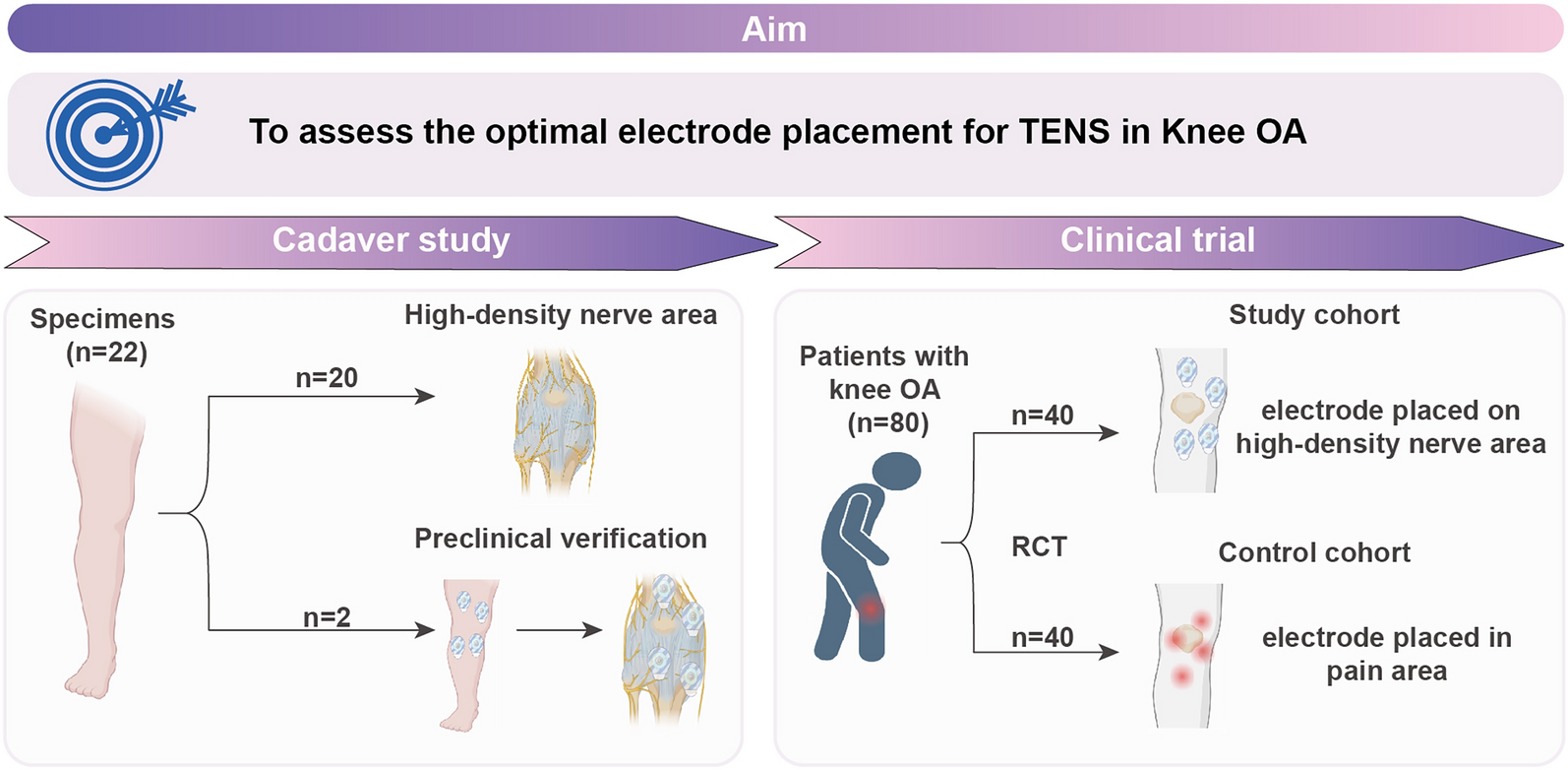 Electrode Placement Affects Clinical Outcome in Transcutaneous Electrical Nerve Stimulation for Knee Osteoarthritis: A Combined Cadaver Study and Randomized Controlled Trial