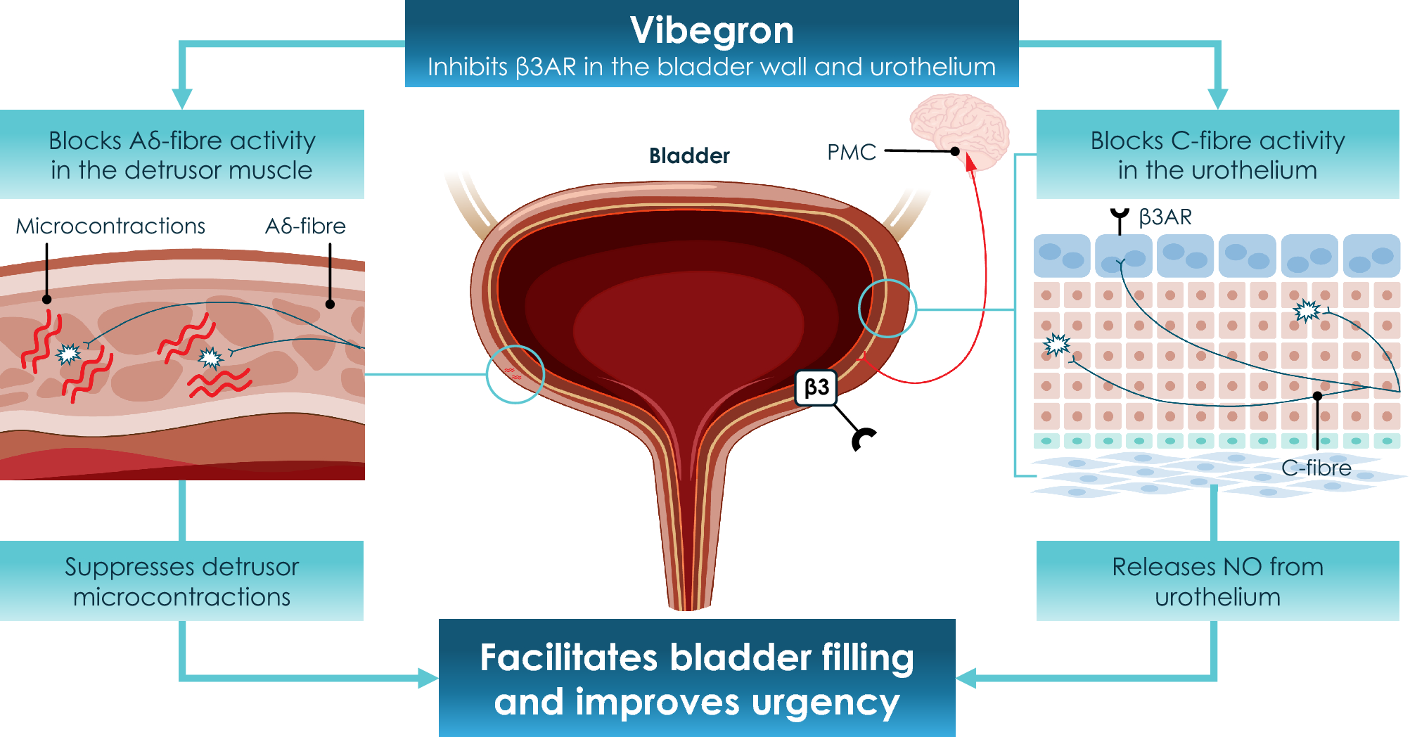 Vibegron in overactive bladder: a comprehensive review of efficacy, safety and patient-reported outcomes