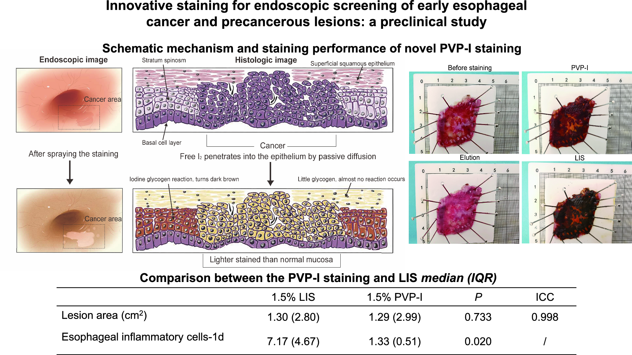 Innovative staining for endoscopic screening of early esophageal cancer and precancerous lesions: a preclinical study