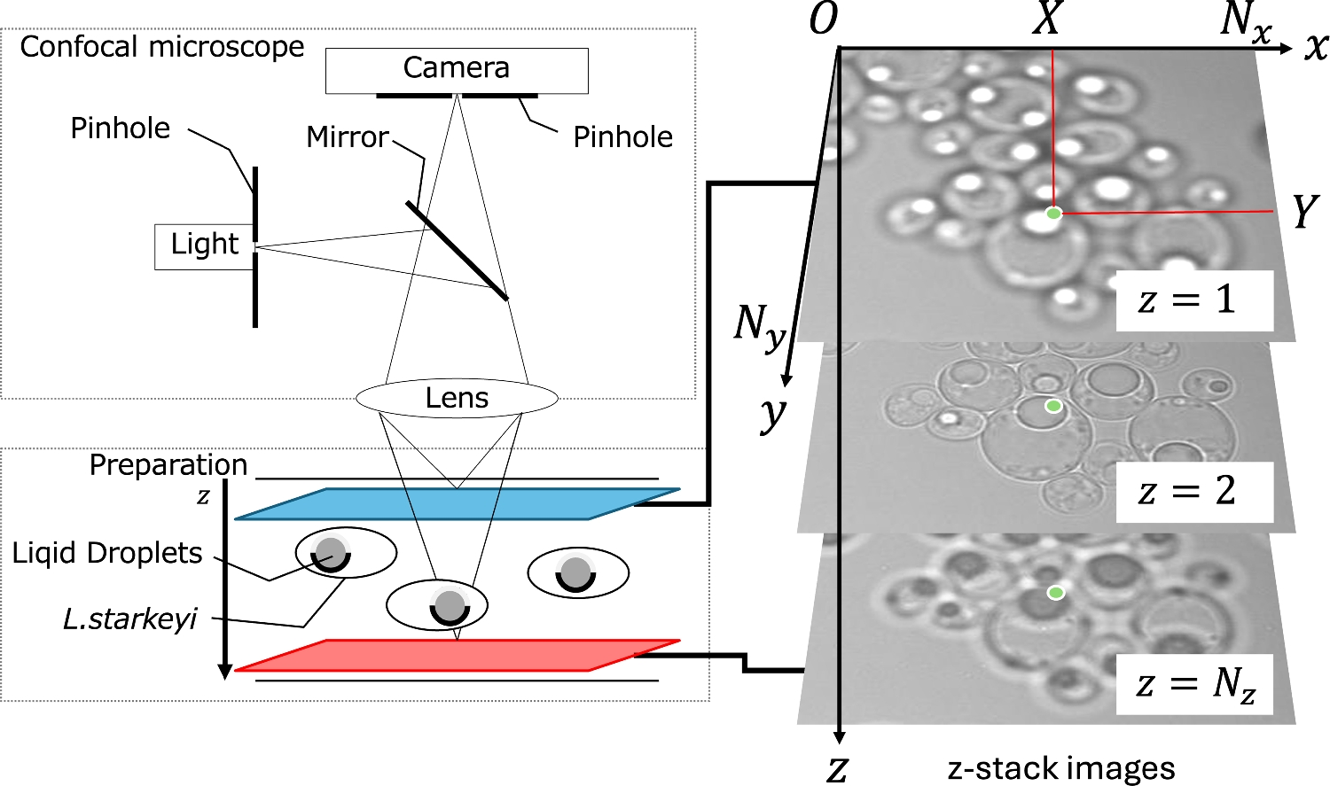 Extracting regions of lipid droplets from confocal microscopy images utilizing optical properties of oleaginous yeast
